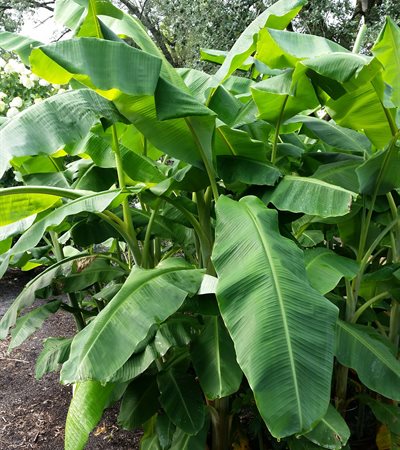 Banana Basjoo